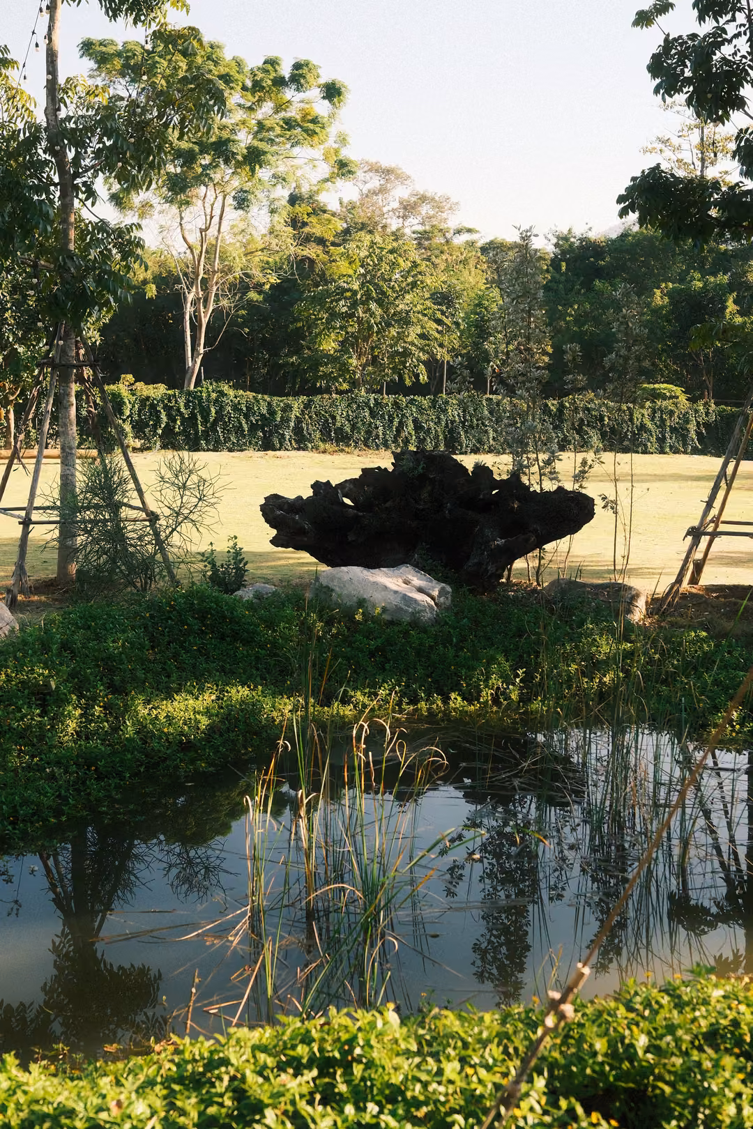 Small pond with reeds and lush plants, a dark driftwood sculpture on a lawn beyond, trees behind