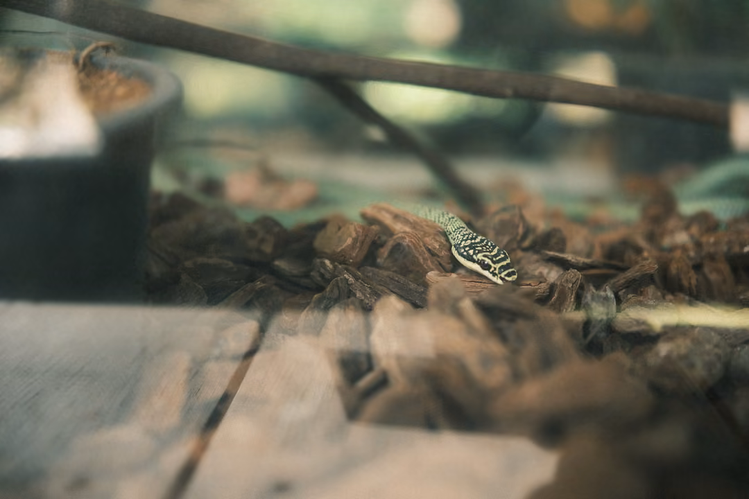 Slender green snake with a patterned head resting on wood chips behind glass, a pot and branch above
