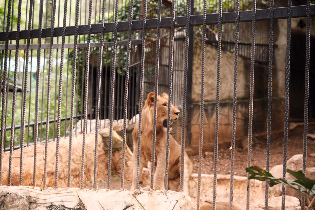 Lioness standing on rocks behind tall dark bars, head turned to the side in a shaded enclosure