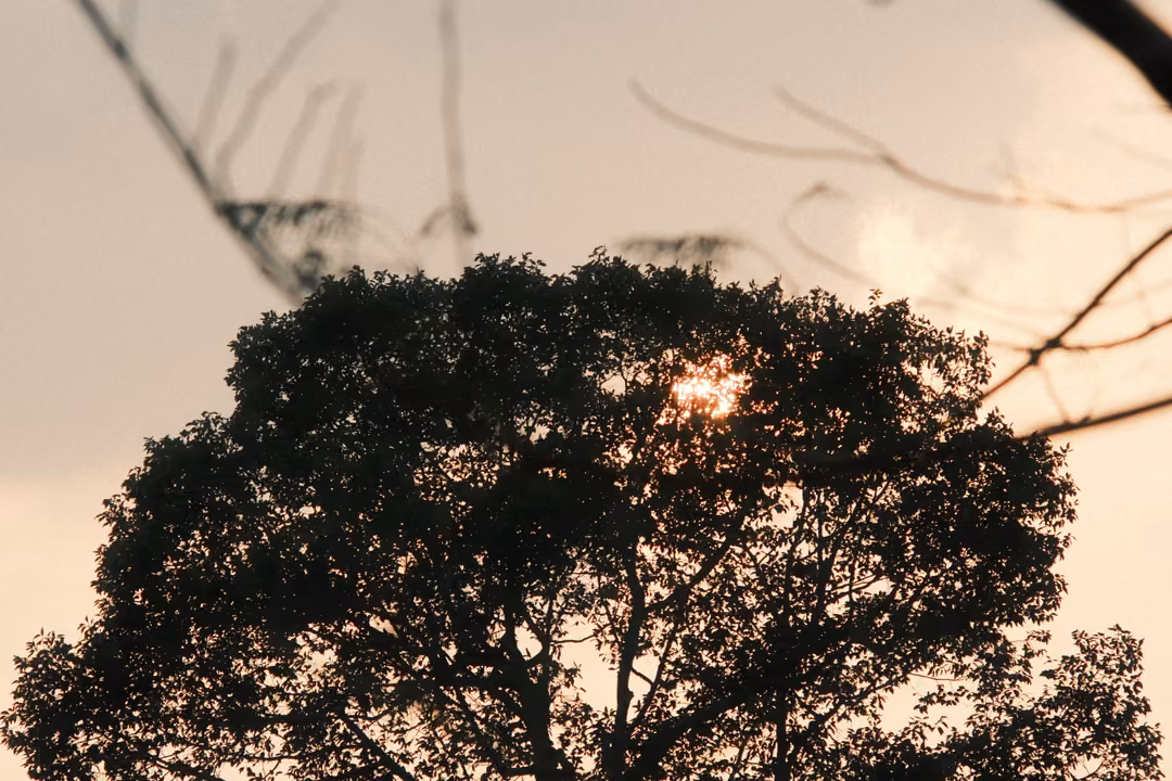 Rounded tree silhouette lower in the frame, the sun a faint orange spot near its top, branches overhead