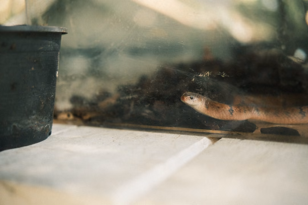 Reddish snake sliding along a pale ledge beside a black pot behind hazy terrarium glass