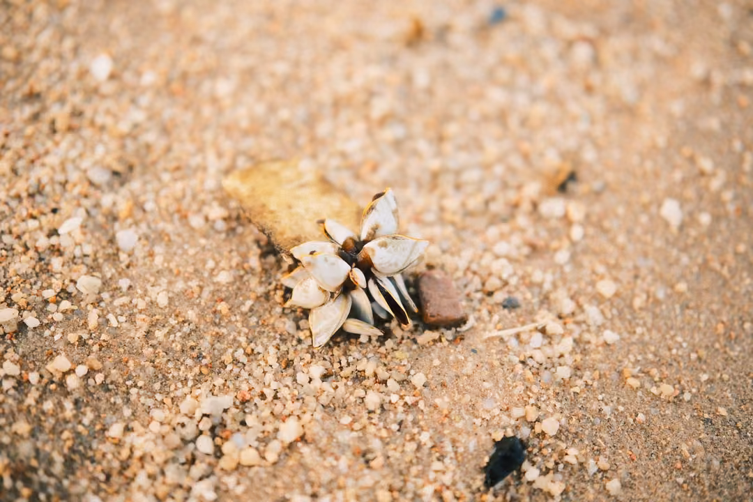 Close-up of a small cluster of white shells or barnacles and a pebble on coarse sand