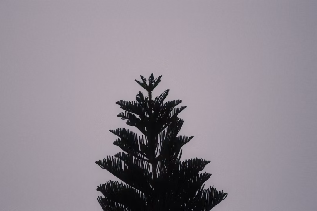 The dark silhouette of a pine tree top against a flat grey-lavender sky.