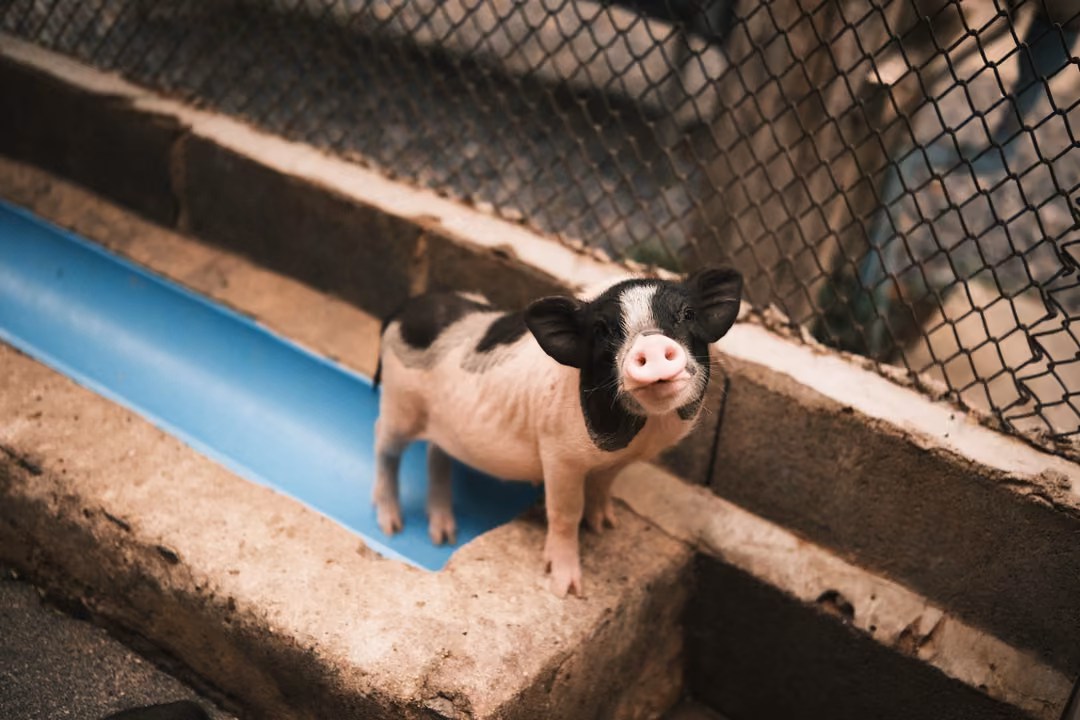 Black and white piglet standing on a concrete ledge beside a blue trough, behind chain-link fencing