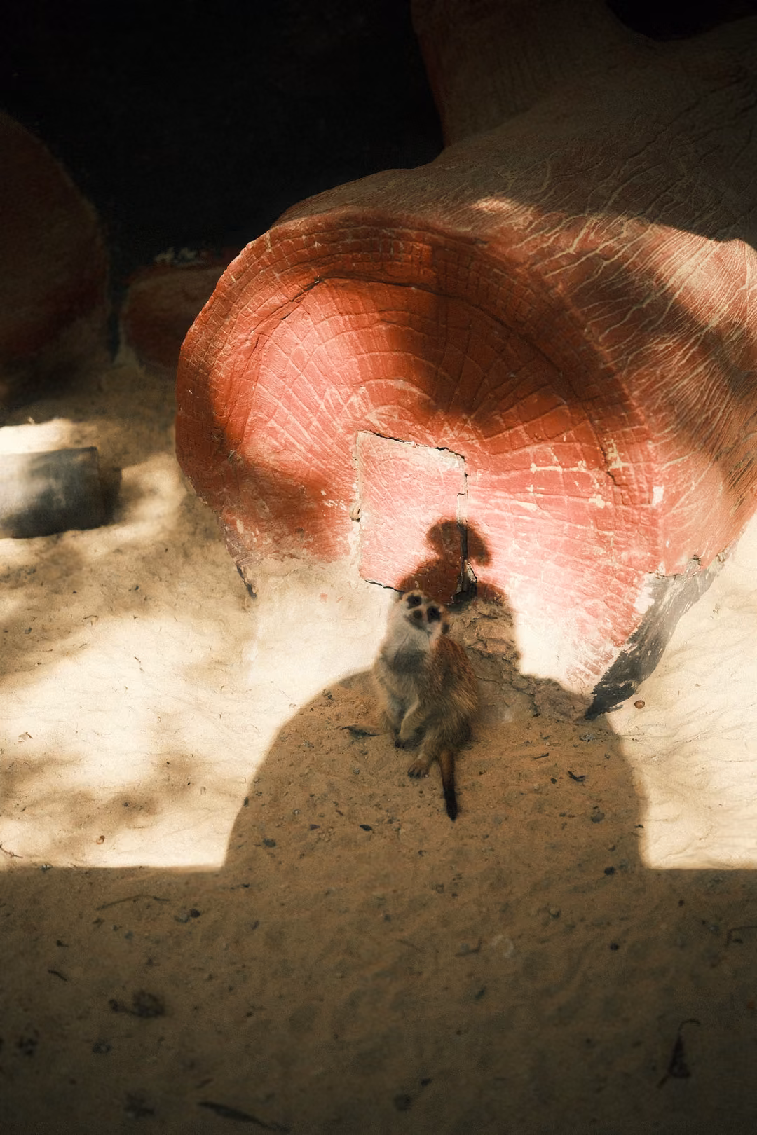 Small meerkat standing in a patch of sun before a red painted log-shaped shelter on sand
