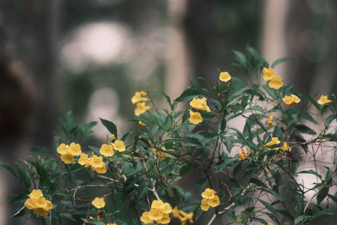 A bush of bright yellow trumpet flowers with slender green leaves against a soft, dark blurred background.
