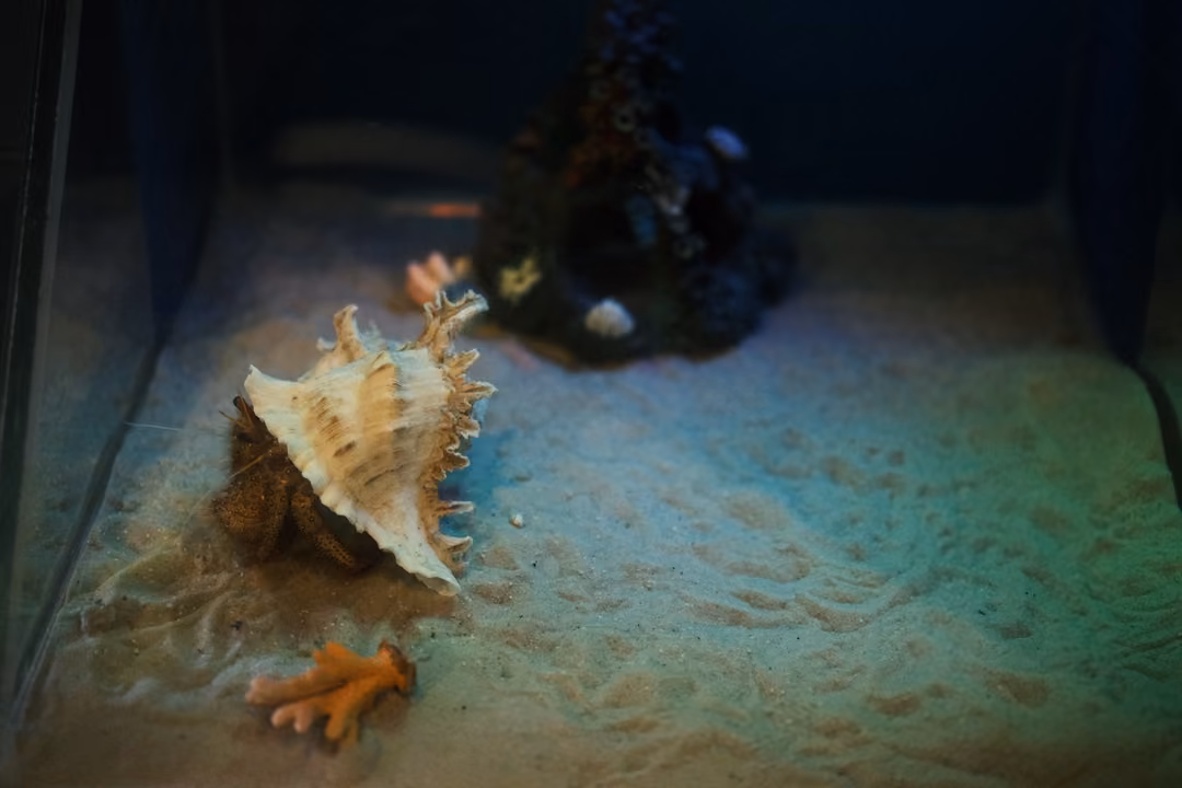 A hermit crab inside a large spiky shell on sand, near a piece of orange coral and a dark rock