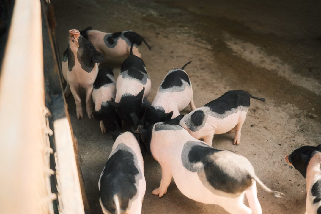 Pack of black-and-white piglets crowding together on a dirt floor, seen from above over a wall