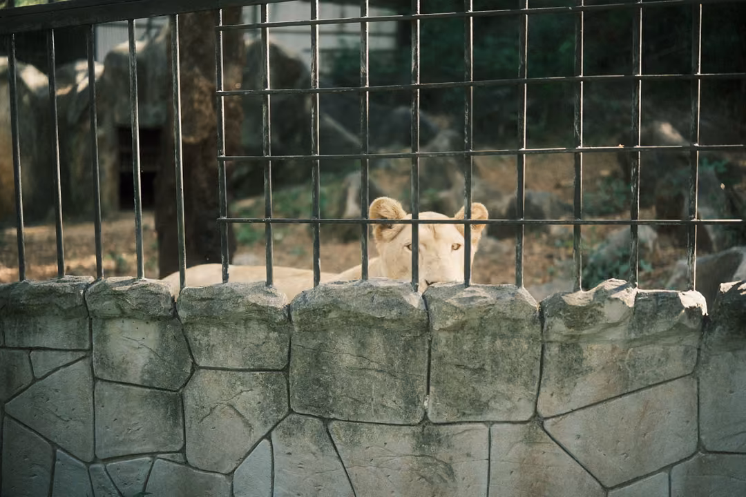 Pale lion lying behind a wire grid fence and a stone wall, only its head and shoulders visible