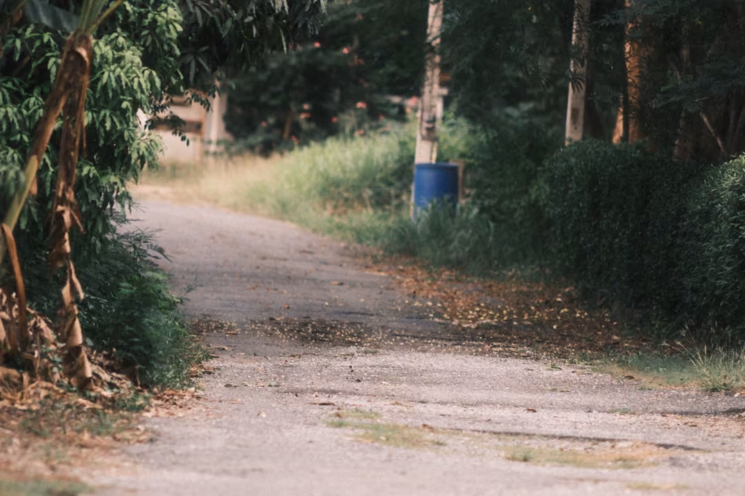 An empty paved lane curving between banana plants and bushes, a blue barrel beside a pole.