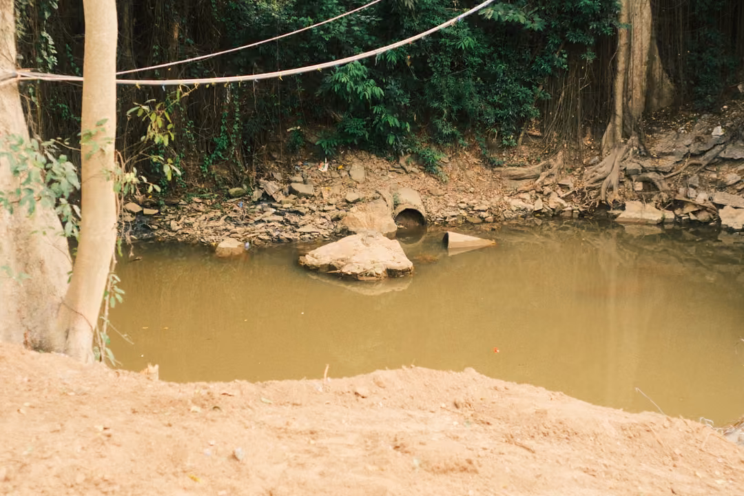 A brown stream with rocks and a pipe outlet below a stony bank, framed by a pale tree trunk and a dirt mound.