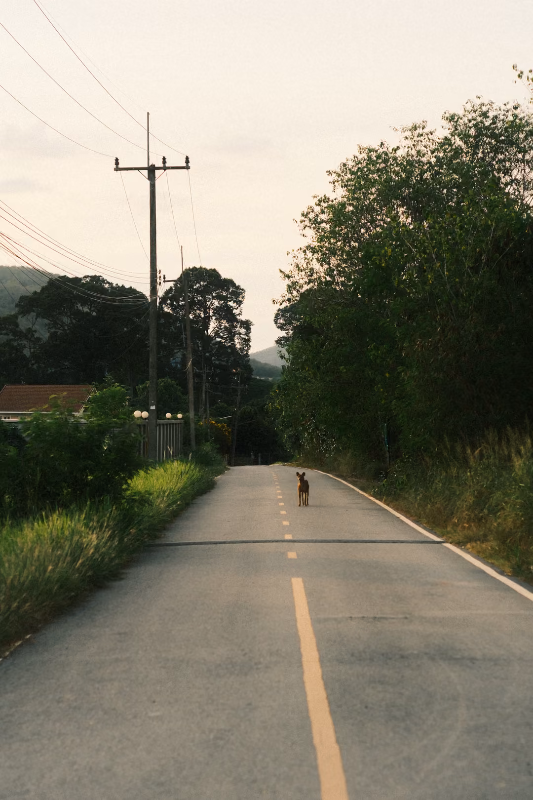 A narrow paved road with a yellow centre line running between grass and trees, a dog far ahead and a power pole.