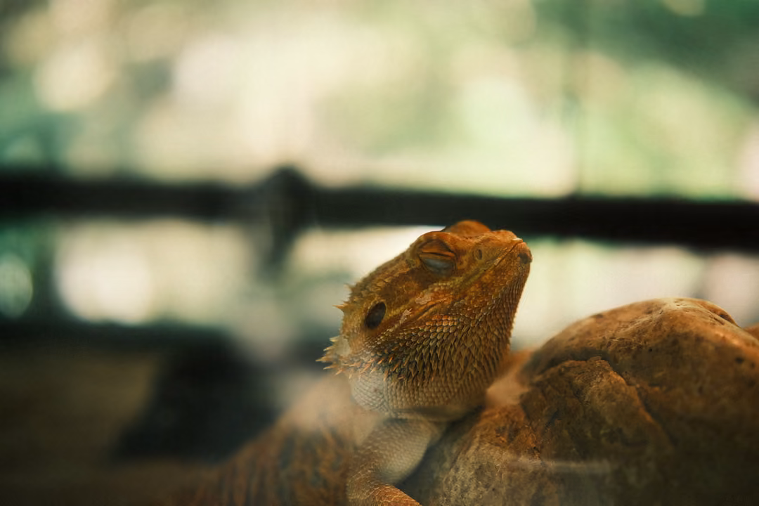 Same spiny lizard on a rock, head turned slightly, bright green bokeh behind the glass