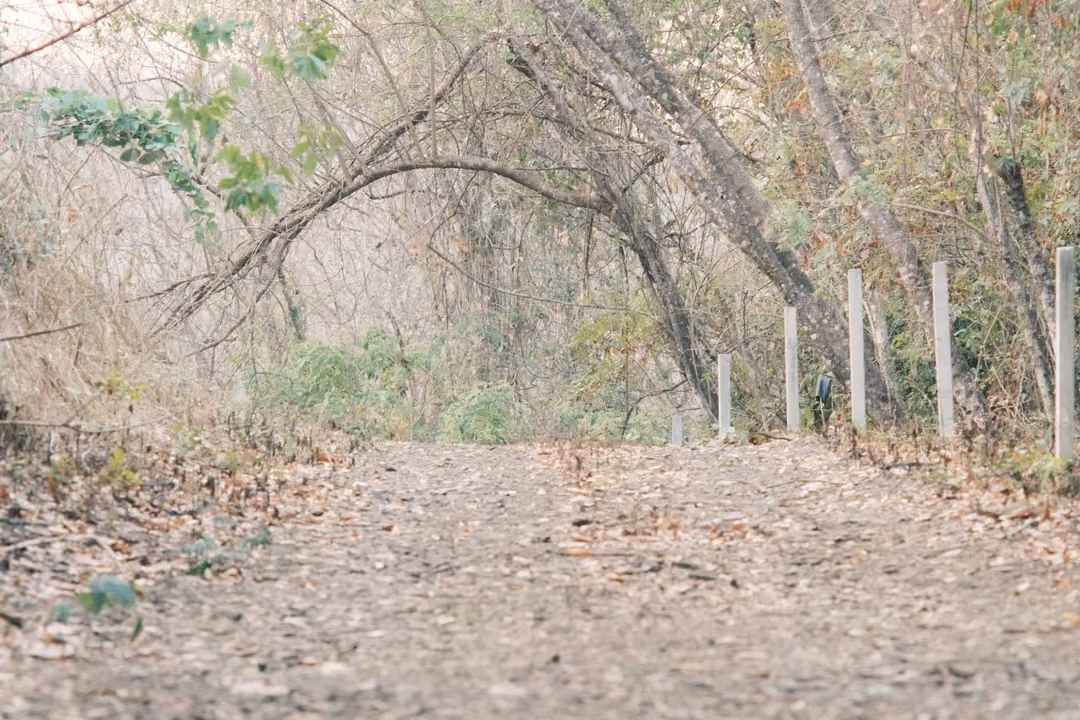 Leaf-covered dirt track rising toward a line of white fence posts under bent, dry trees