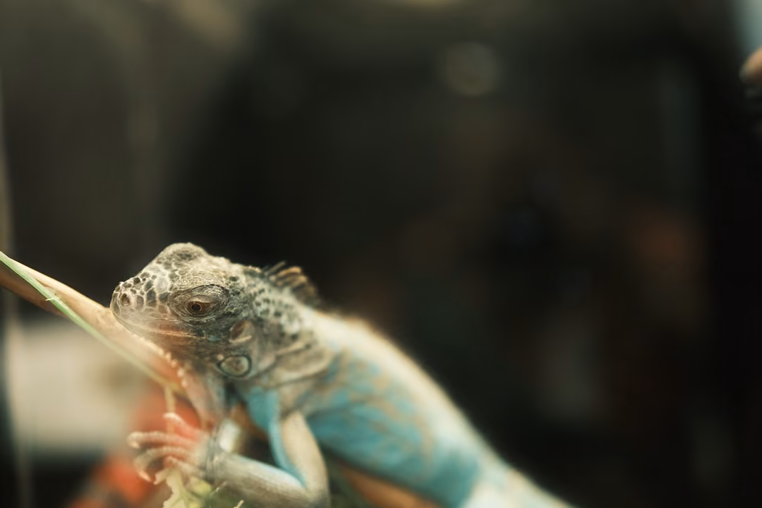 A green and turquoise lizard with a spiny crest gripping a branch in a dim enclosure