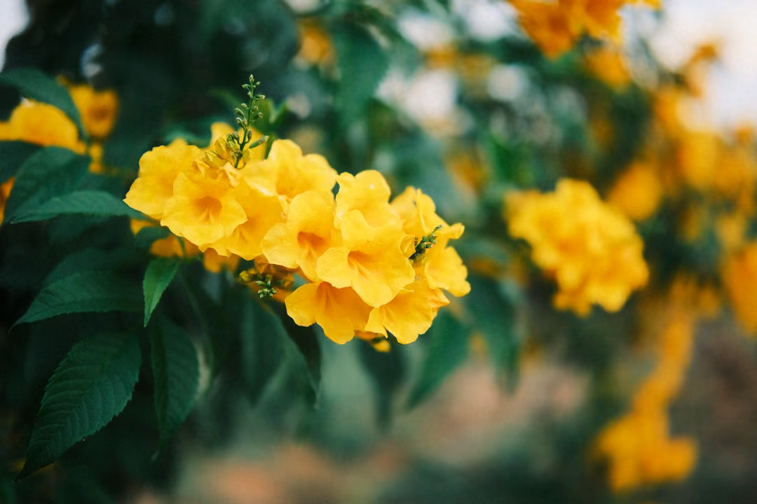Close-up of a bright yellow cluster of trumpet-shaped flowers among green leaves, blurred blossoms behind