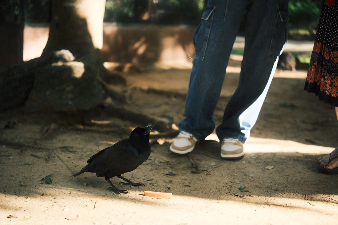 Crow with beak raised standing near a dropped snack beside people's sneakers on sandy ground
