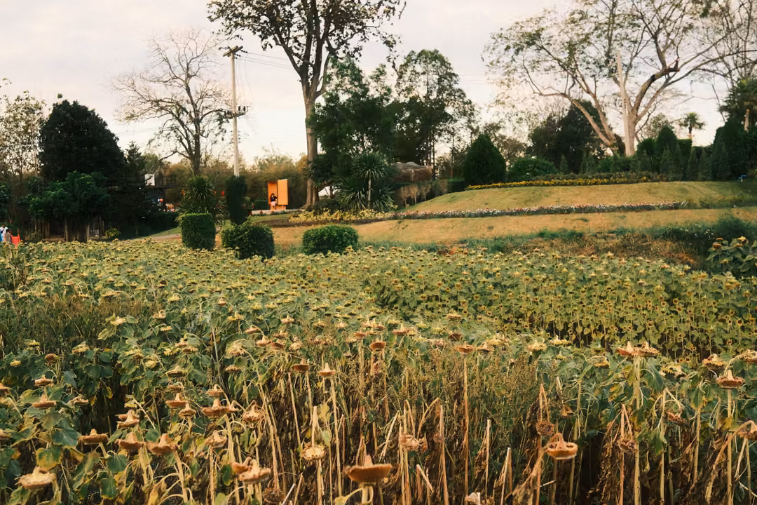 Field of drooping, dried sunflowers in rows, a sloped lawn, trees and a small orange hut behind