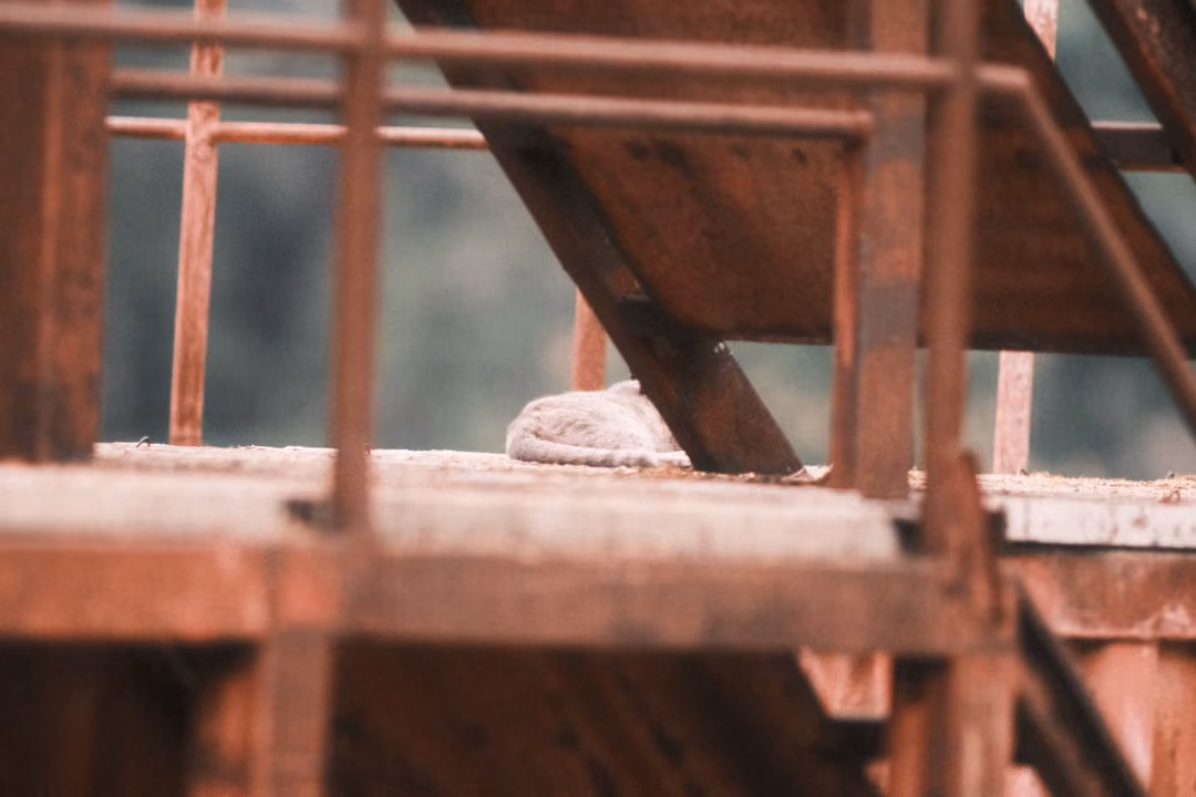 Rusty orange stair and railings with a small grey animal curled asleep on the metal platform