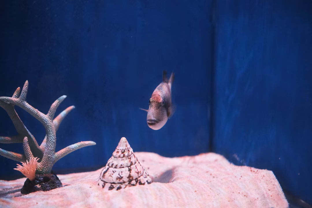 A small fish hovering near a branching artificial coral and a cone-shaped shell on pink sand