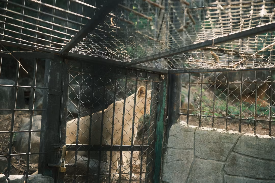 Pale lion standing in a cage-like corner of wire panels and bars, a stone wall in front