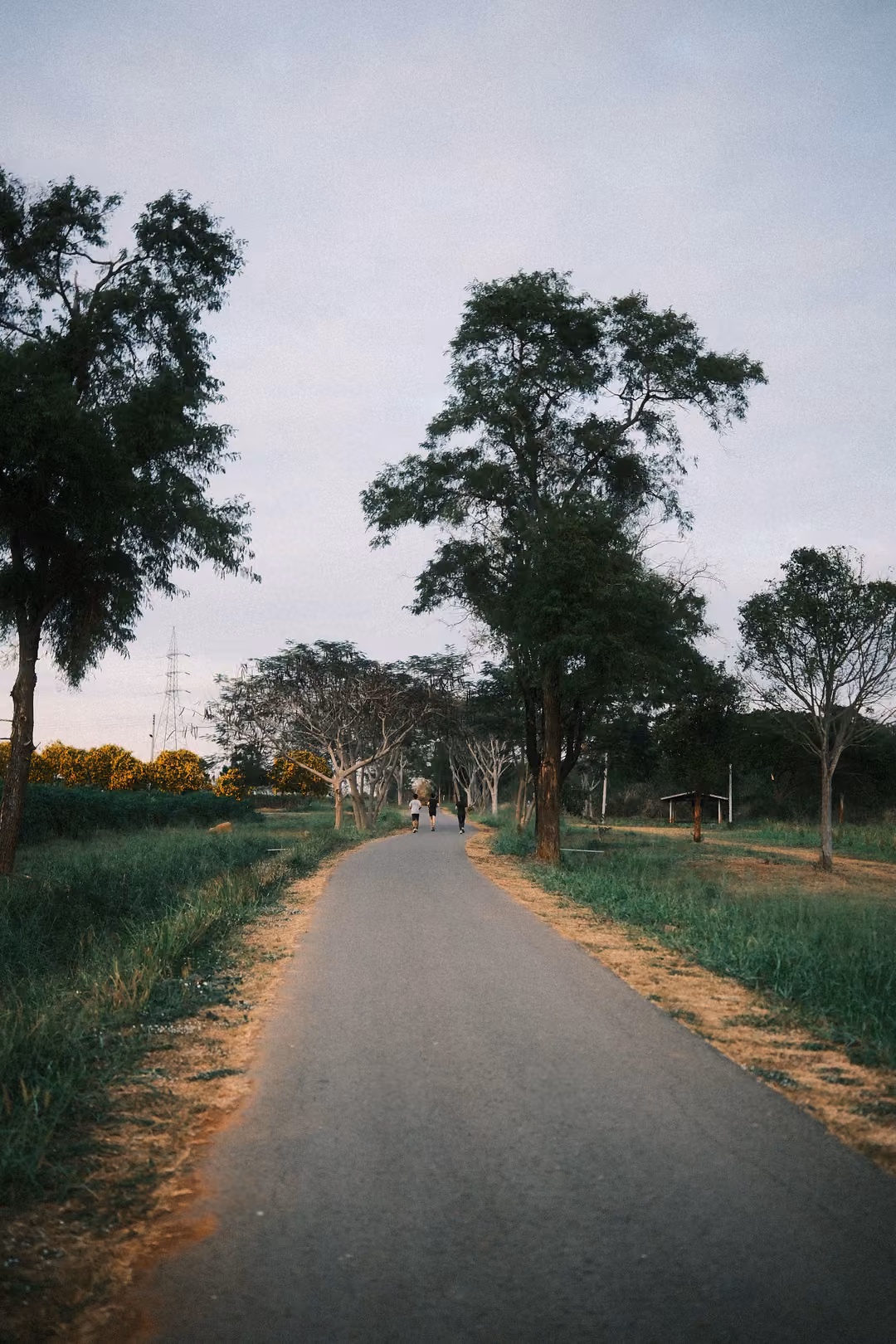 Vertical view of a paved road leading between tall trees and green verges under a pale grey evening sky