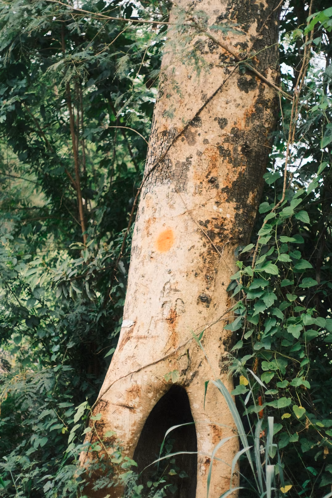 Tall tree trunk with a hollow at its base and an orange mark, surrounded by green vines and leaves