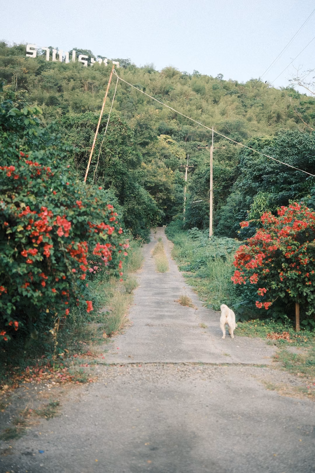 Narrow lane between red bougainvillea bushes with a white dog, a hill with white letters behind