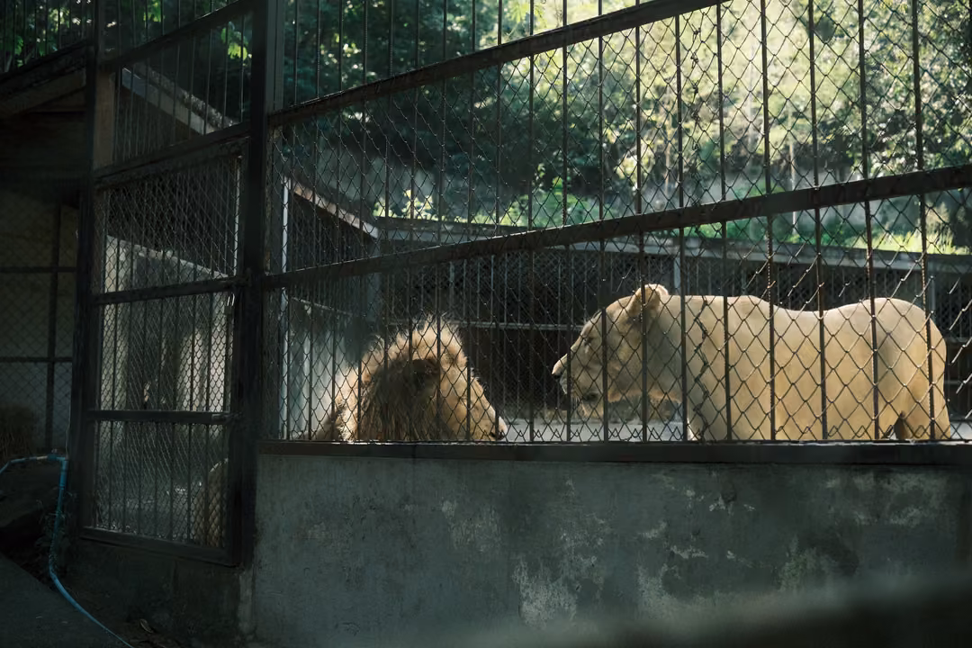 Lioness lowering her head toward a resting maned lion inside a fenced concrete enclosure