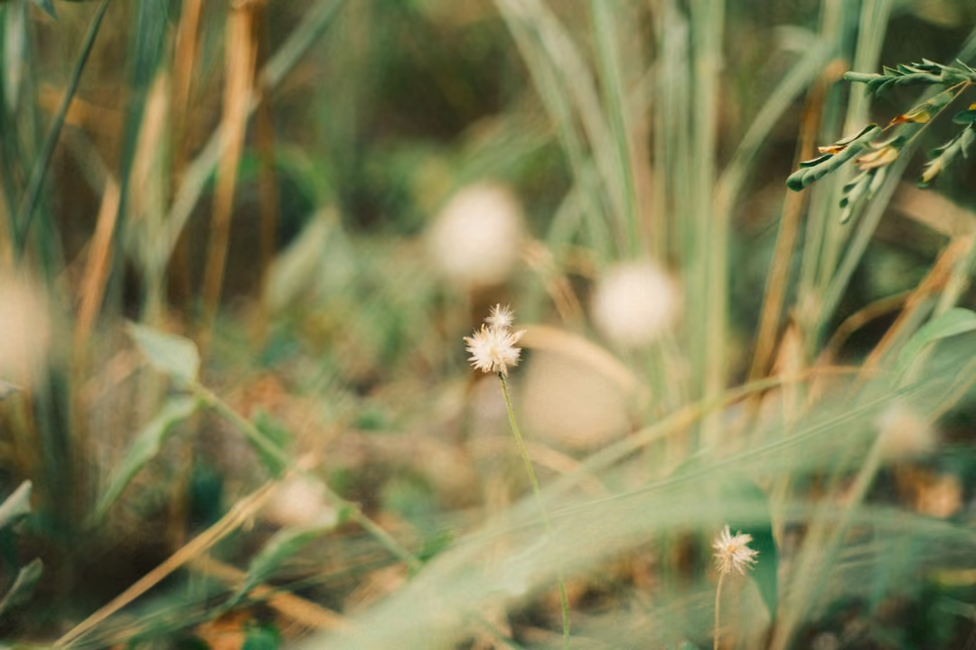 Close view of tall grass stems with small white fluffy flower heads, background softly blurred.