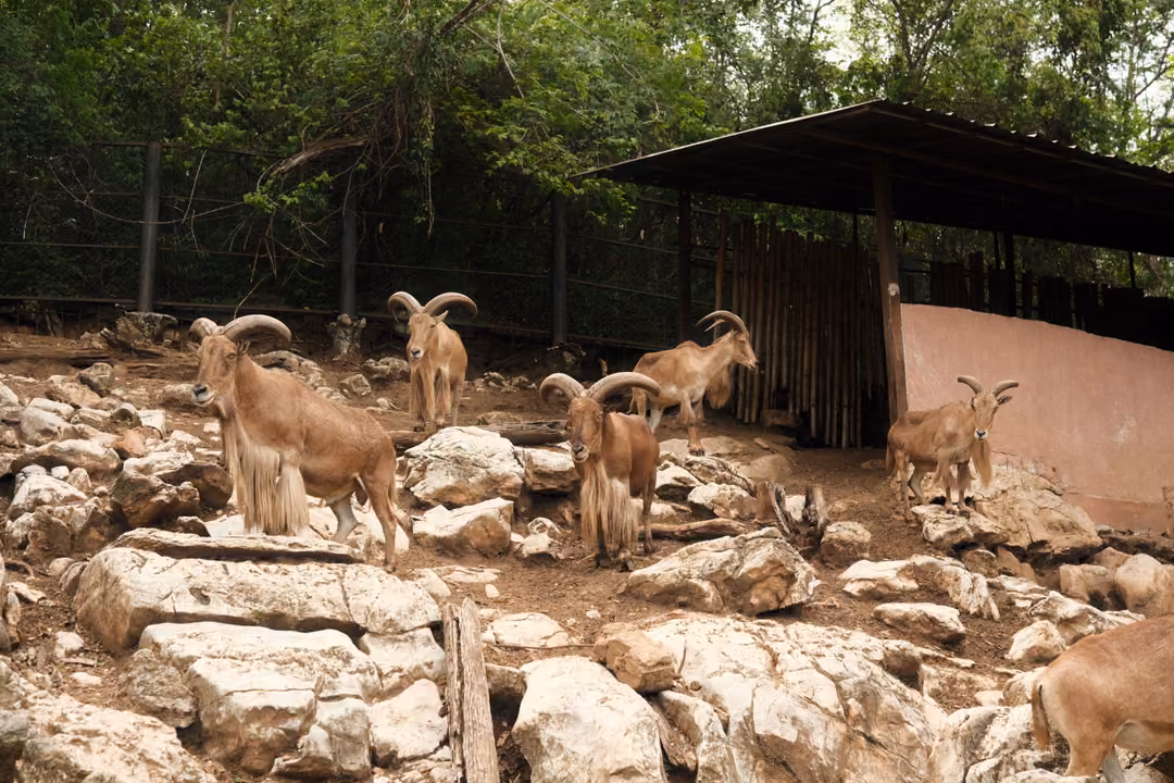 Herd of long-haired horned goats on a rocky slope in front of an open shed with a pink wall