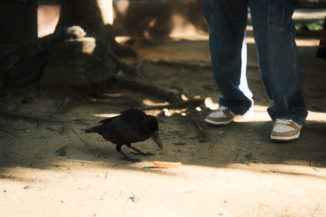 Crow on sandy ground near a dropped snack, two people's legs in jeans and sneakers nearby