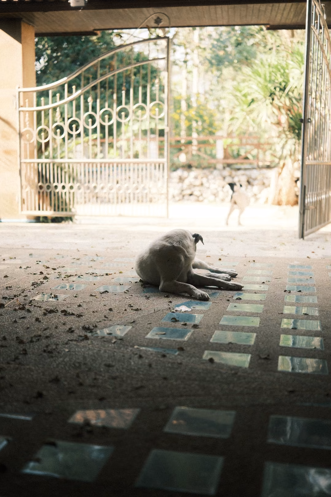 Pale dog lying on a dusty tiled courtyard, ornate metal gate and green trees behind