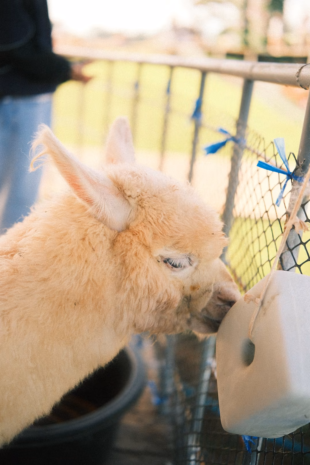 Close upright view of an alpaca with eyes closed, licking the white block on the fence.