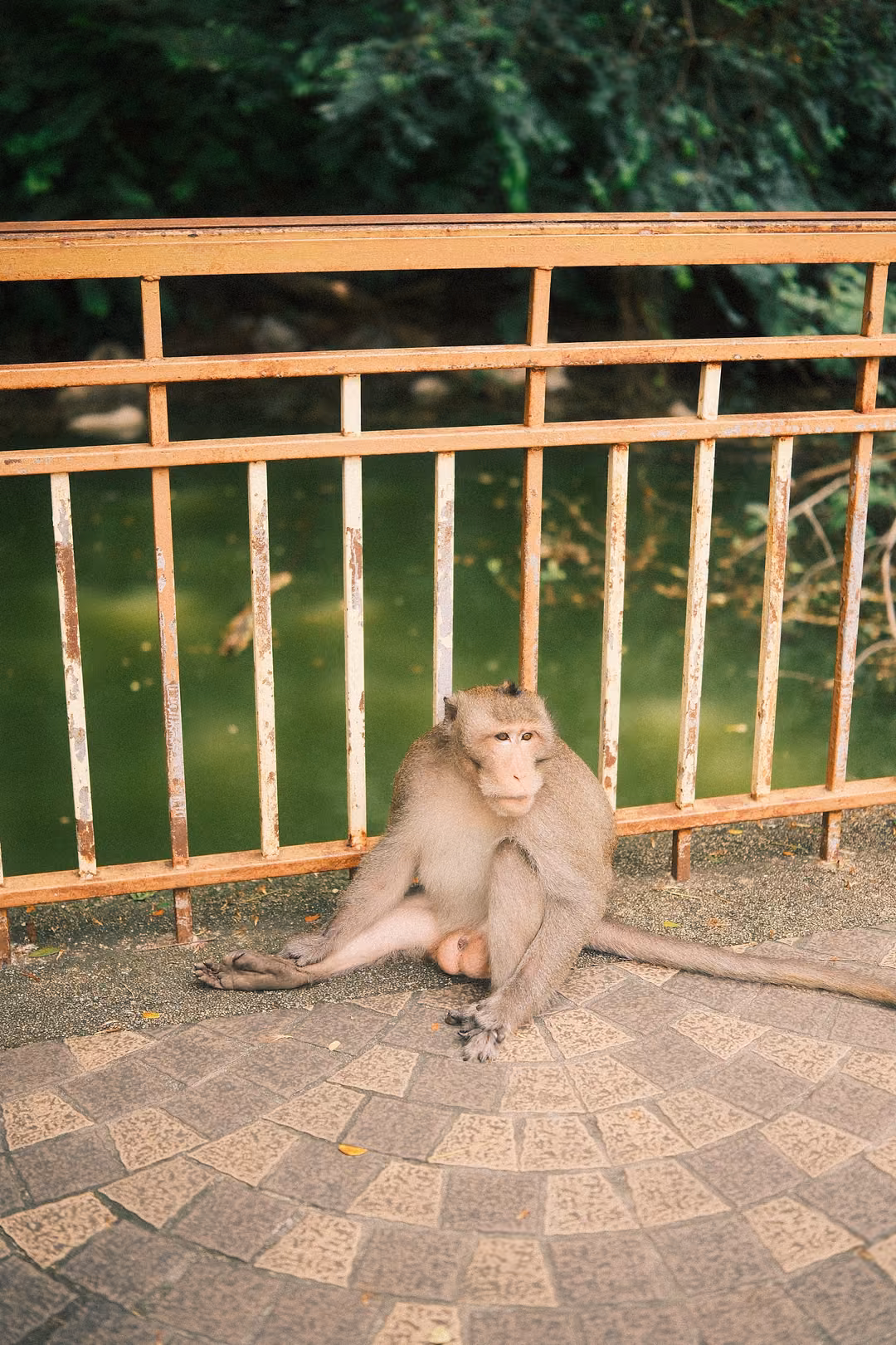 Monkey sitting with legs stretched out on patterned paving in front of a rusty railing, looking toward the viewer