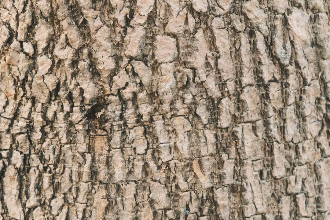Close-up texture of cracked grey tree bark with a small dark mark near the centre