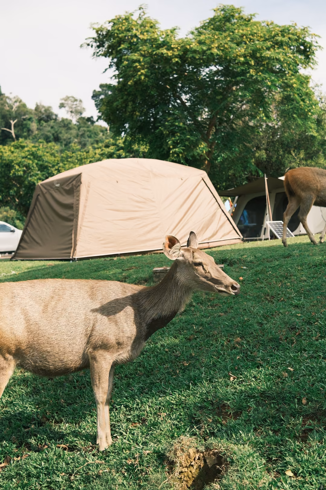 A deer standing on grass in front of a beige tent, another deer grazing behind it