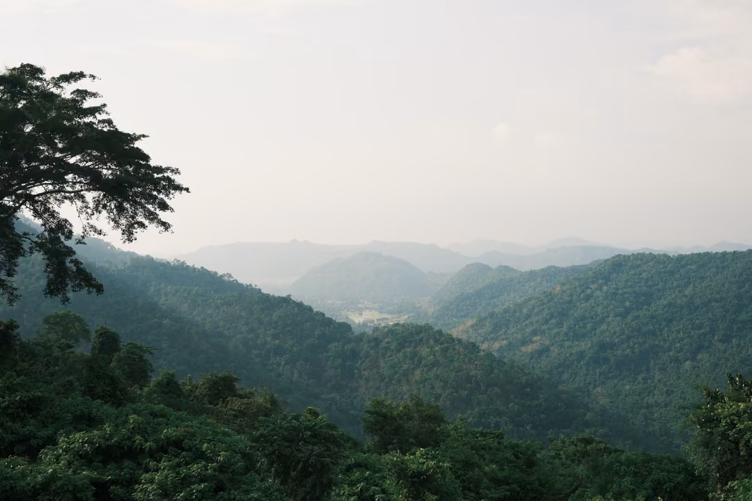 A valley of forested hills fading into haze, framed by a dark tree on the left under a white sky.