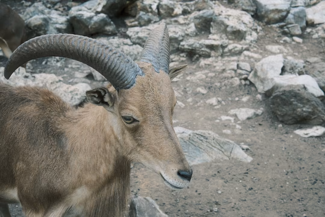 Close view of a horned animal's head and curved ridged horns, eyes nearly shut, rocky ground behind