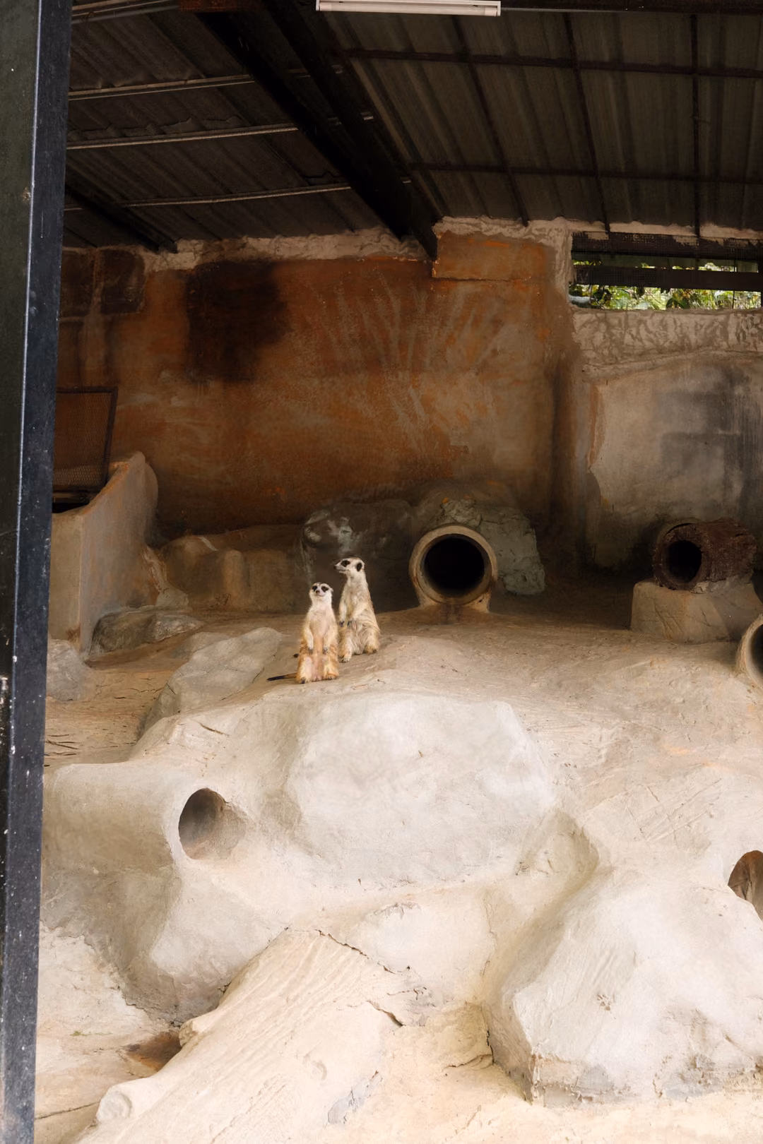 Meerkat enclosure of pale sculpted rock and pipes under a metal roof, with two meerkats standing upright