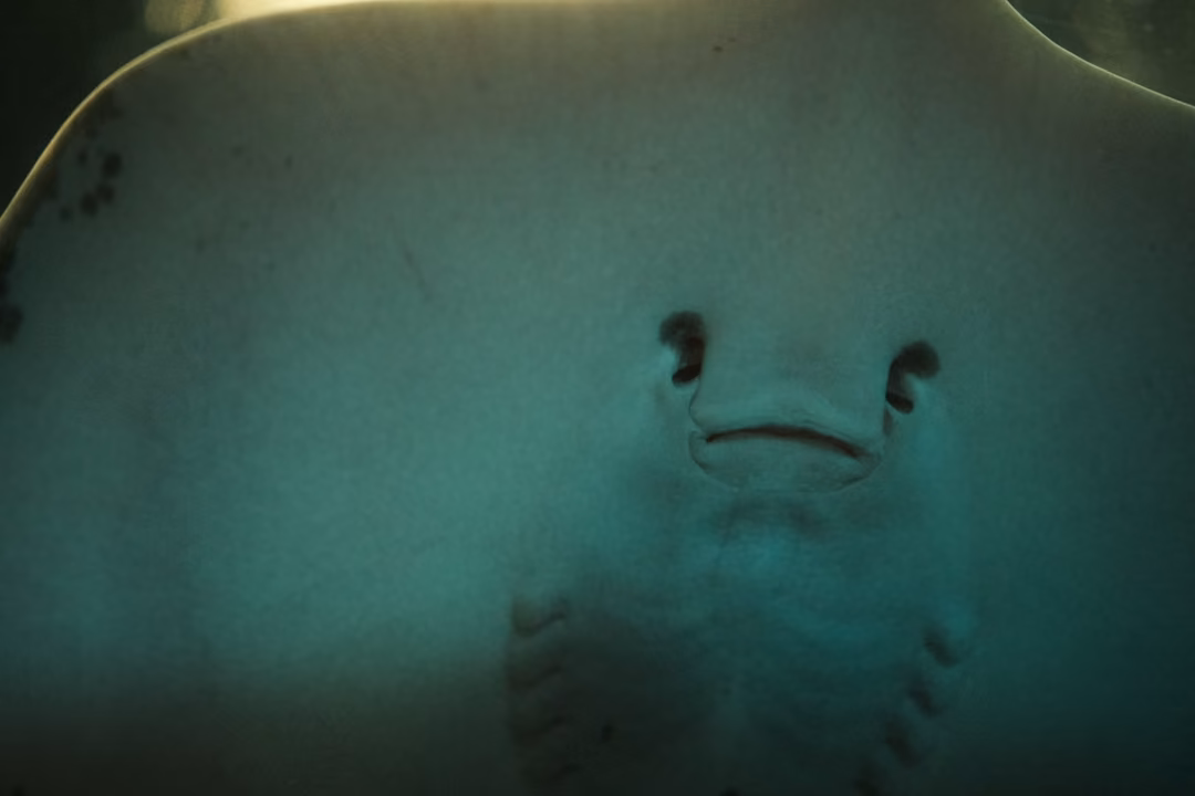 Underside of a stingray pressed close above the viewer, showing its nostrils and mouth like a face