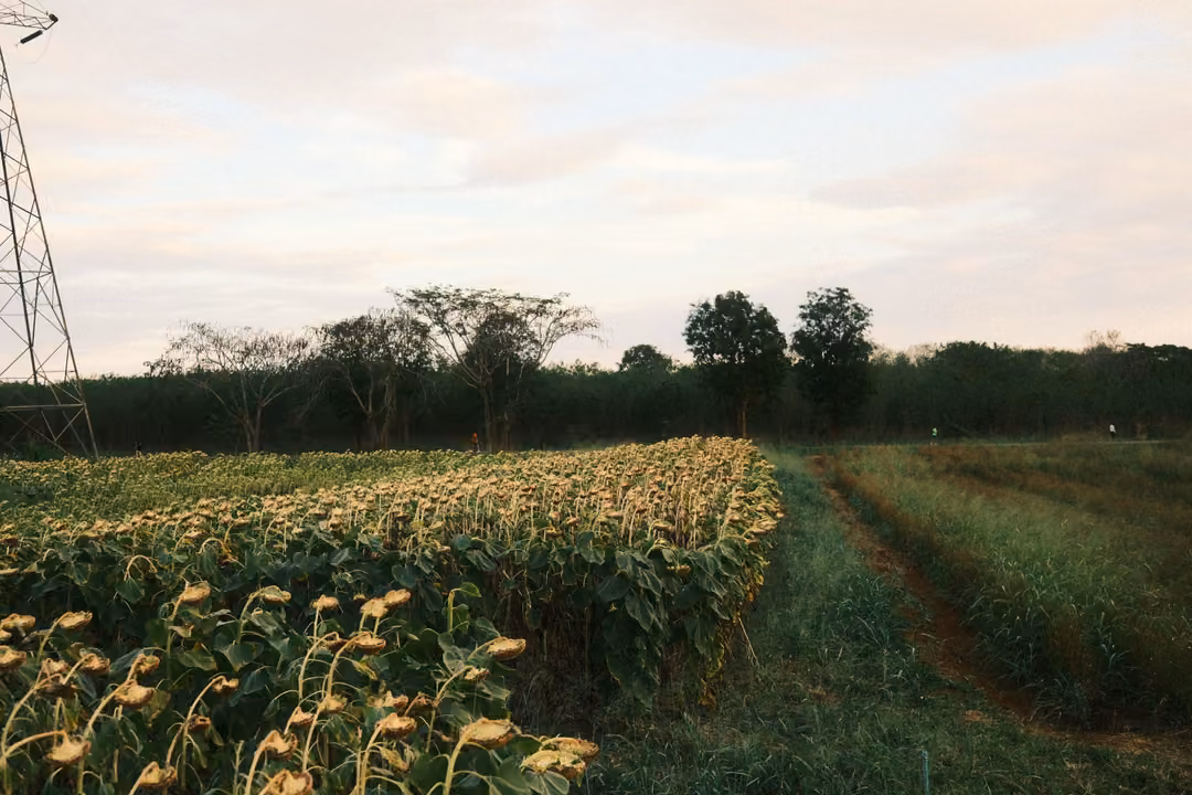 Rows of drooping sunflowers beside a grassy track, a pylon at the edge and trees on the horizon