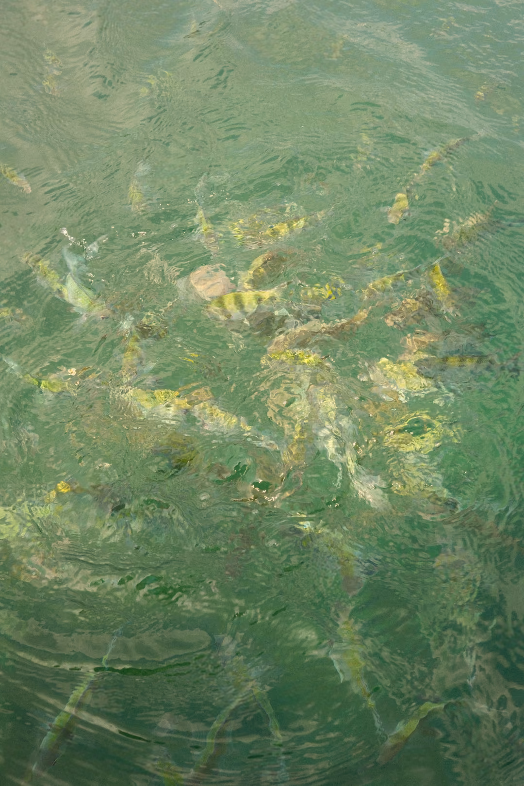 A dense shoal of yellow and black striped fish crowding together in clear green sea water.