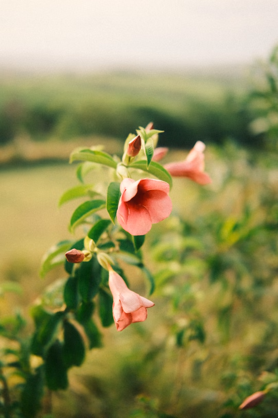 Pink trumpet-shaped flowers and buds on a leafy stem, with blurred green fields in the background.