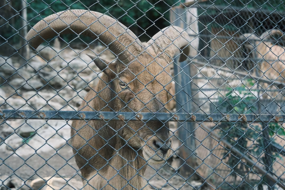 Close view of a curved-horned goat behind a chain-link fence, facing the viewer, rocks behind
