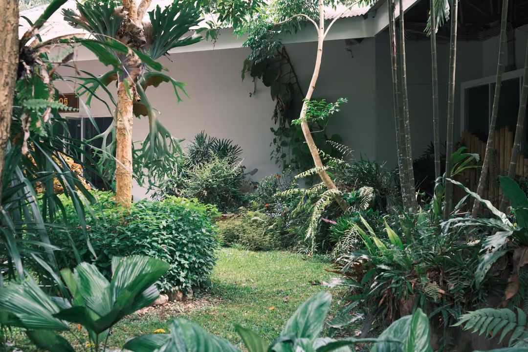 A tropical garden with palms, ferns and a small lawn in front of a pale grey building