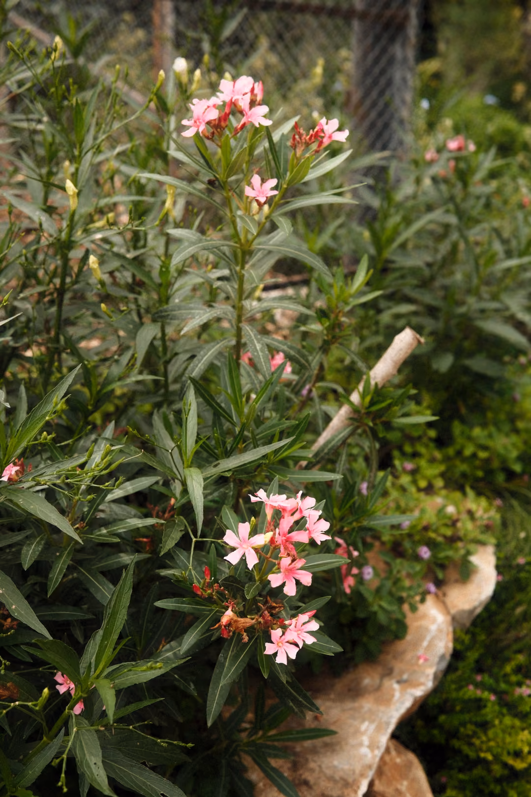 Clusters of pink flowers on a leafy green shrub growing beside a pale rock
