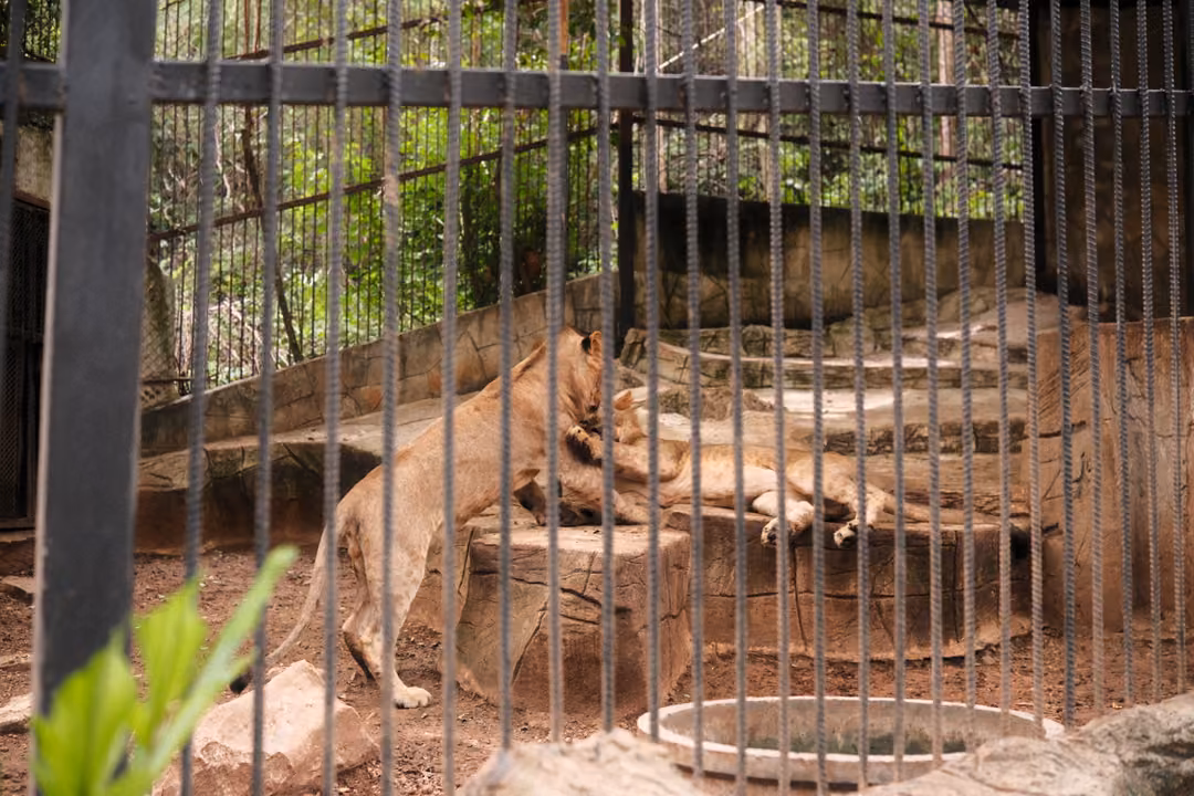 Lioness walking along a rock ledge behind bars, near a round concrete water bowl