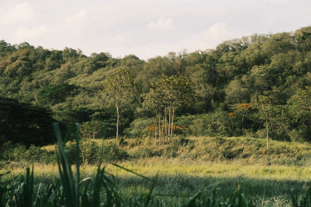 A green forested hillside rising above a field of tall grass, under a pale cloudy sky.