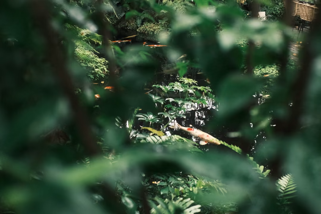 Seen through blurred green leaves, a glimpse of a koi pond with an orange and white fish.